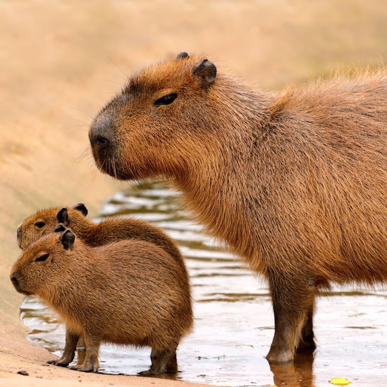 Kapibara

