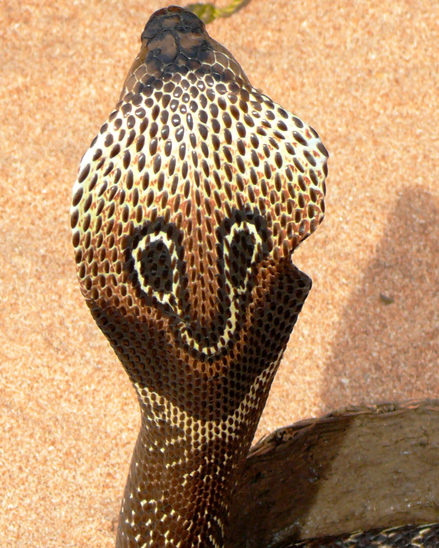 Kobra

