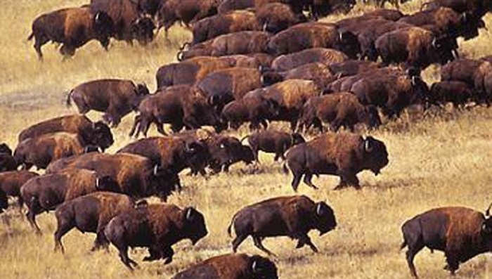 prigen bison eropa tiga bayi hadir amerika