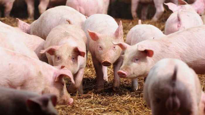 babi ternak beternak budidaya magelang ribuan hewan arenahewan populasi persebaran dilakukan mudah borobudurnews