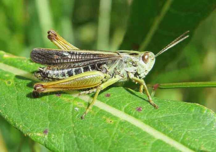 metamorfosis sempurna belalang hidup daur contoh hewan kupu siklus mengalami tahap tahapan beserta proses urutan tahu perbedaan materikimia kecoa lebah