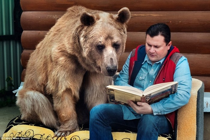 Cara Memelihara Beruang