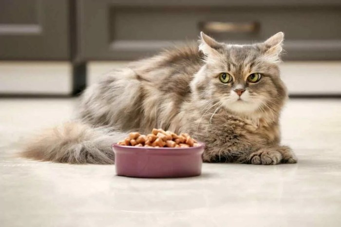 12 Solusi Kucing Tidak Mau Makan Whiskas Atau Dry Food