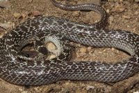 jenis ular pemula pelihara pilihan reptil
