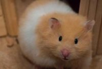 Cara Mengawinkan Hamster Syrian Terbukti Ampuh