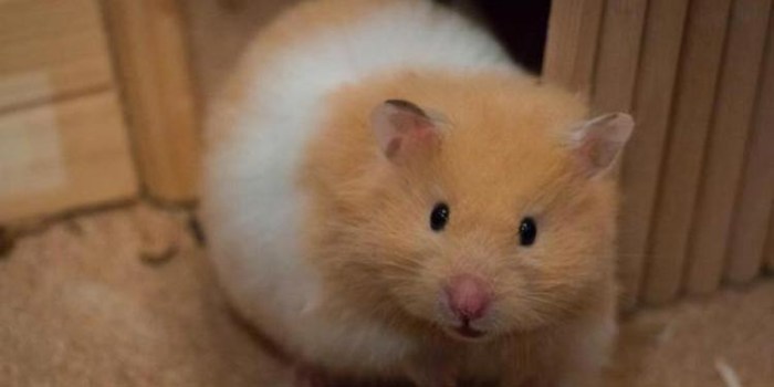 Cara Mengawinkan Hamster Syrian Terbukti Ampuh