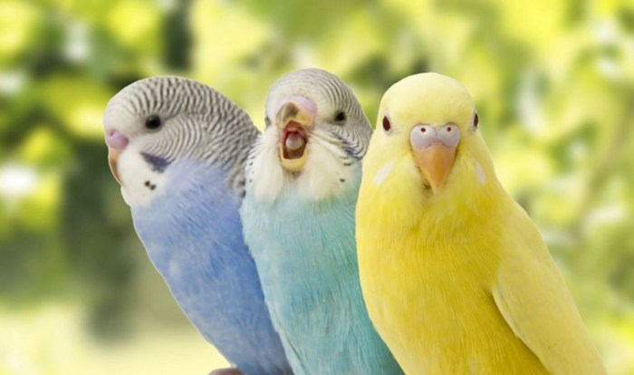 Rekomendasi Jenis-Jenis Burung Cantik dan Menggemaskan yang Cocok Untuk Dijadikan Hewan Peliharaan