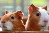 10 Perbedaan Hamster dan Tikus Nomer 5 Paling Menonjol