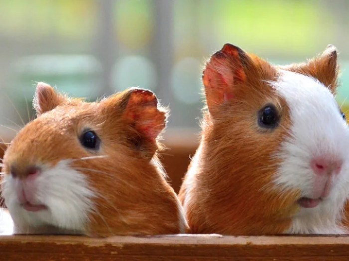 10 Perbedaan Hamster dan Tikus Nomer 5 Paling Menonjol