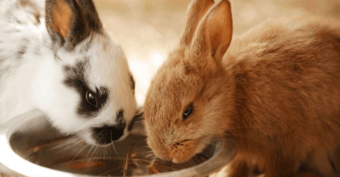 rabbits kelinci merawat conejos pregnant kaninchen unsplash firstvet lapin cepat agar grunting noises crianza peyman attacked drool orami comunican lenguaje