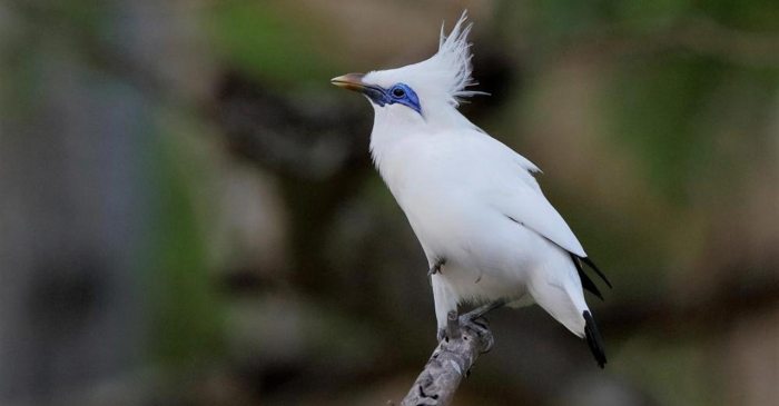 10 Jenis Burung Paling Populer yang Paling Banyak Dipelihara di Indonesia