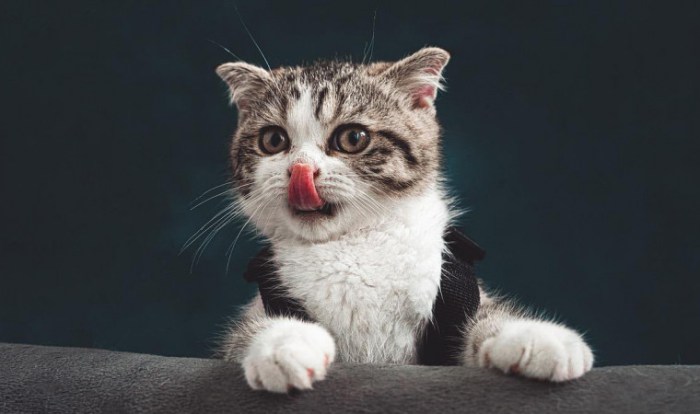 Mengatasi Kucing Muntah Cacing Paling Ampuh Saat Ini terbaru