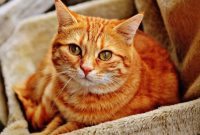 10 Pertanda Kucing Berantem Dimana Saja dan Kapan Saja