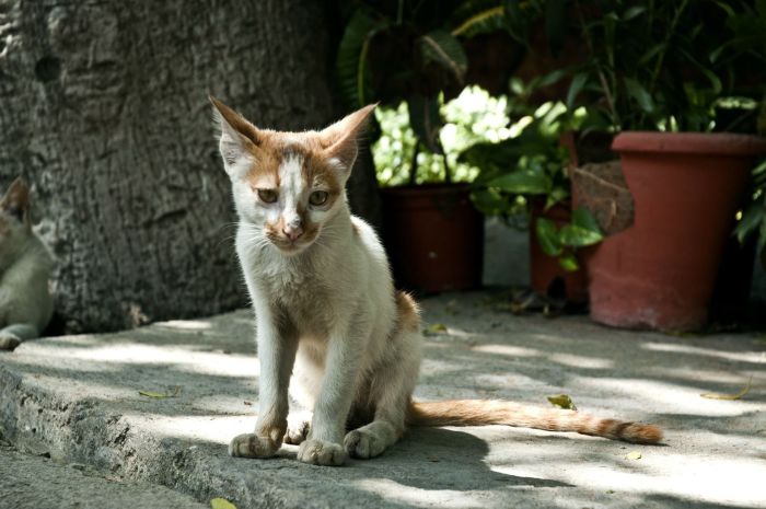 17 Cara Mengatasi Kucing Cacingan Secara Alami Sembuh Total
