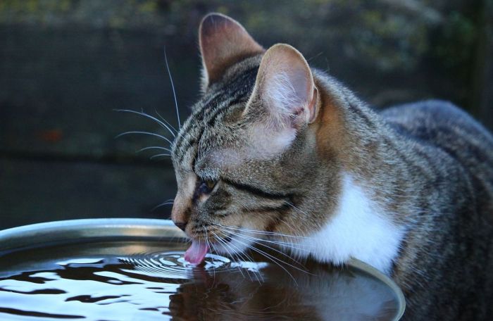 15 Cara Mengatasi Kucing Muntah Cacing Pakai Obat Alami