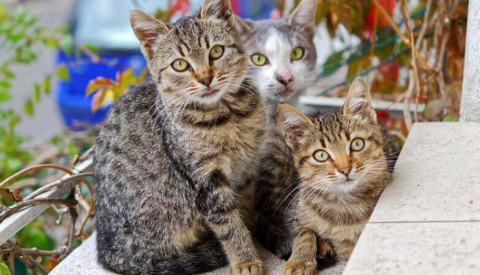 Resiko Memelihara Kucing di Rumah Nomer 4 Paling Bahaya terbaru