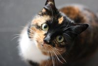 19 Gejala dan Ciri-ciri Kucing Cacingan Paling Akurat