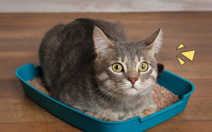 17 Cara Mengatasi Kucing Cacingan Secara Alami Sembuh Total