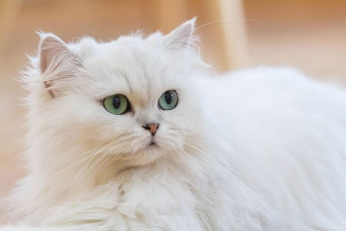 kucing persia merawatnya warna macam aman mengenal termahal keluarga