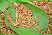 ulat hongkong kandang bisa perbedaan siklus tumbuh mencapai ukuran 26mm 11mm hanya mealworm sedangkan masa panjang