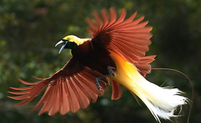 Mengenal 10 Jenis Burung Pemakan Serangga di Indonesia Yang Langka dan Dilindungi