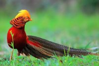 Rekomendasi Jenis-Jenis Burung Cantik dan Menggemaskan yang Cocok Untuk Dijadikan Hewan Peliharaan terbaru