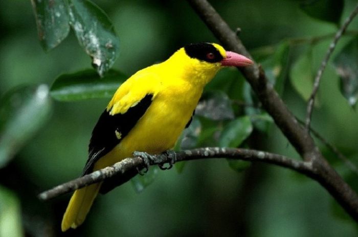 Mengenal Burung Kepodang, Klasifikasi, Habitat dan Ciri Cirinya terbaru