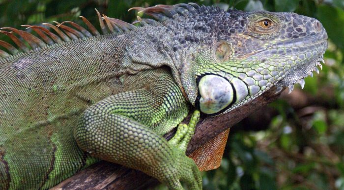 Ciri Ciri Iguana Mengalami Infeksi dan Cara Mengatasinya terbaru