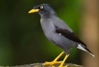 10 Jenis Burung Paling Populer yang Paling Banyak Dipelihara di Indonesia