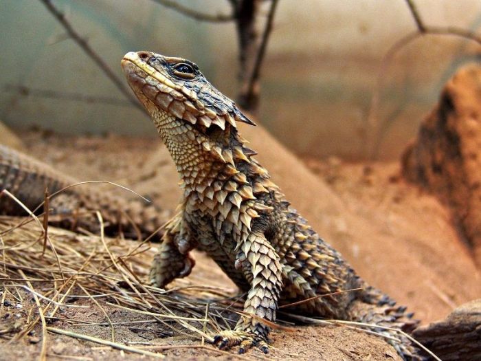 varanus biawak boehmei jenis kadal waigeo golden arenahewan tahu wajib dilindungi drh tentang semua reptiles dewiki
