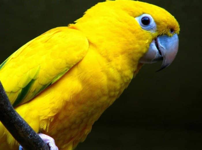 Tips Jitu Memilih Burung Beo yang Pandai Berbicara dan Mudah Dilatih terbaru