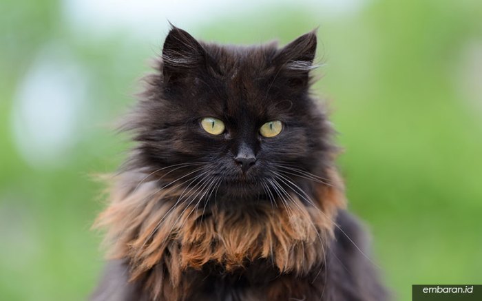 Mengenal Ciri-ciri Kucing Mixdome dan Kelebihannya Semua terbaru
