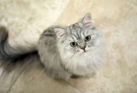 Cara Membeli Kucing Persia yang Bagus dan Sehat