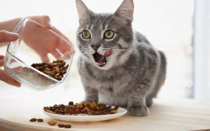 12 Solusi Kucing Tidak Mau Makan Whiskas Atau Dry Food terbaru