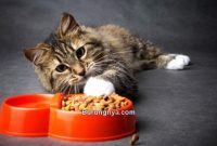 Cara Mengobati Kucing Lemas Tidak Mau Makan yang Ampuh