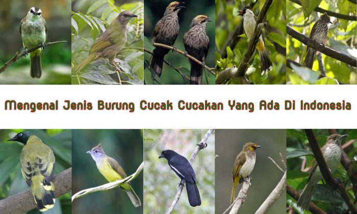 Mengenal 10 Jenis Burung Pemakan Serangga di Indonesia Yang Langka dan Dilindungi terbaru