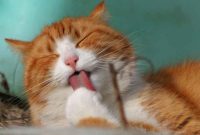 17 Cara Mengatasi Kucing Cacingan Secara Alami Sembuh Total terbaru