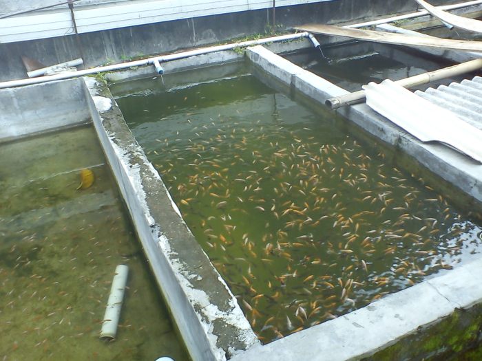 ikan kolam nila budidaya ternak konsumsi beton pembenihan panen pengertian pembuatan berhasil dijamin untung jutaan tawar sekali