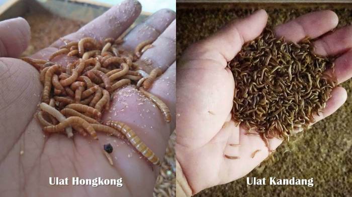 ulat hongkong pakan ikan alami koi kuning menjanjikan blitar besar cepat agar inilah kepiting