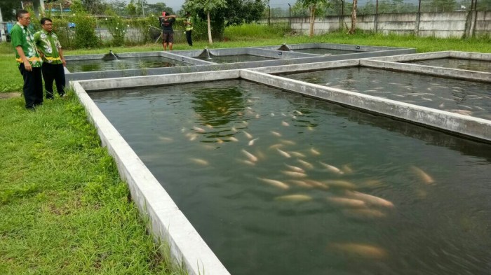 Ternak Ikan Nila Dengan Terpal Dijamin Berhasil terbaru