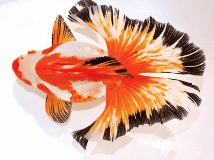 25 Jenis Ikan Koki Lengkap Beserta Gambarnya
