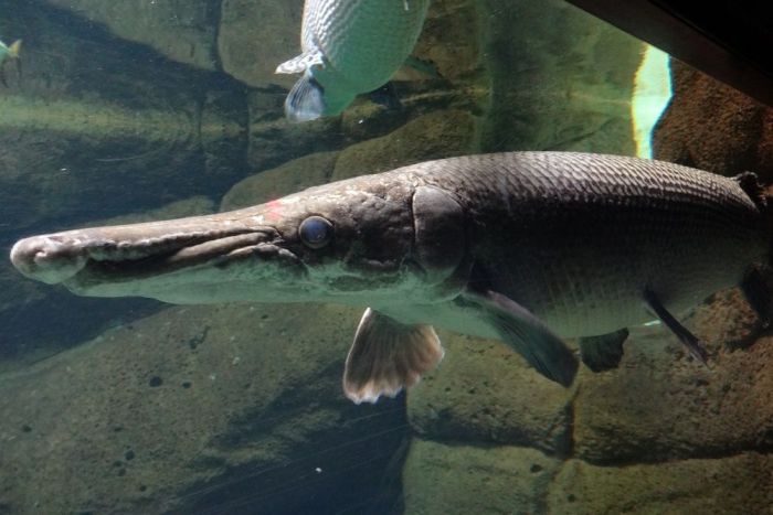 20 Fakta Ikan Aligator yang Harus Anda Ketahui terbaru