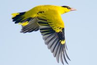 Mengenal Burung Kepodang, Klasifikasi, Habitat dan Ciri Cirinya
