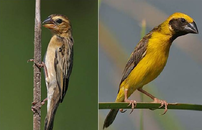 Mengenal Burung Manyar: Klasifikasi Perawatan Jenis Jenis dan Harganya Terbaru