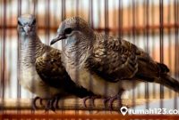 Cara Membedakan Burung Perkutut Jantan dan Betina Beserta Perawatannya terbaru