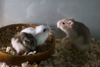 hamster hamil ciri