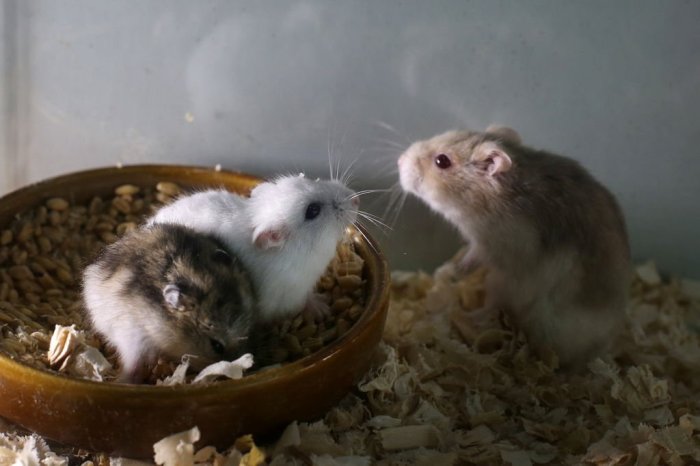 hamster hamil ciri
