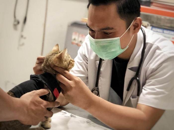 kucing obat cacing dokter rekomendasi