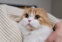 Resiko Memelihara Kucing di Rumah Nomer 4 Paling Bahaya