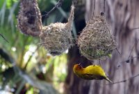 Mengenal Burung Manyar: Klasifikasi Perawatan Jenis Jenis dan Harganya Terbaru terbaru